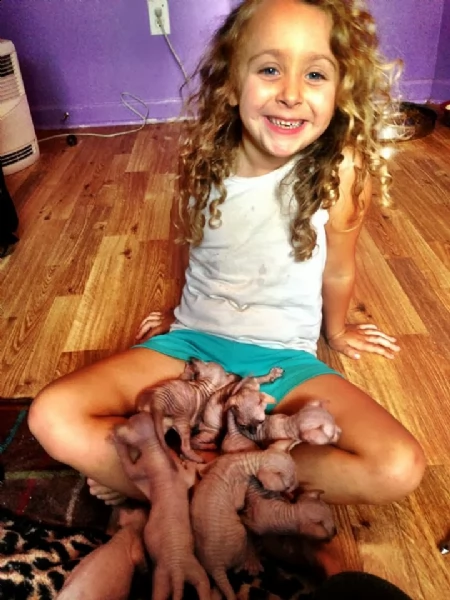 cuccioli sphynx gatto nudo | Foto 0