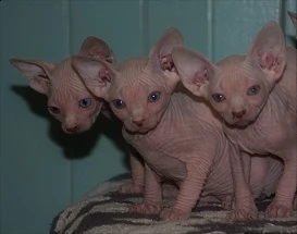  cuccioli razza sphynxs  | Foto 0