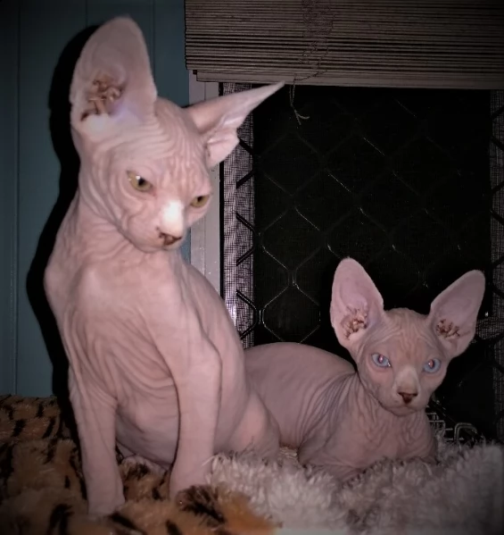  cuccioli razza sphynxs 