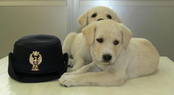 cuccioli di labrador retriever