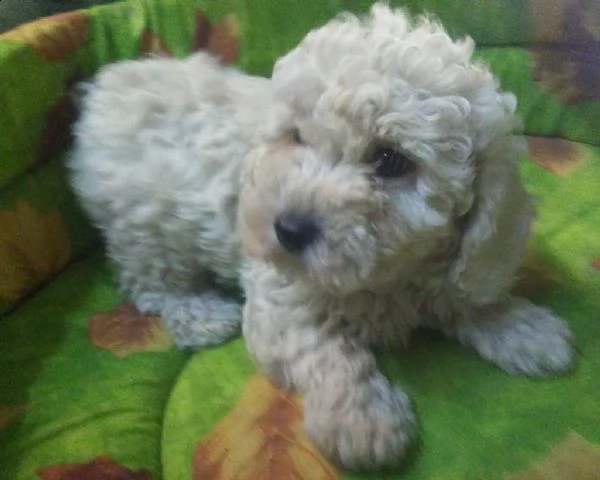 bichon frisee cuccioli