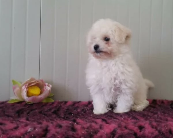 bolognese cuccioli italiani