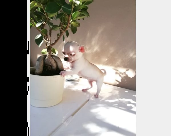 cuccioli di chihuahua