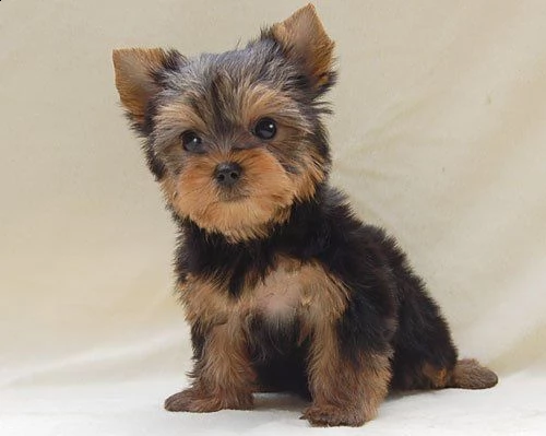 cuccioli di yorkshire mini