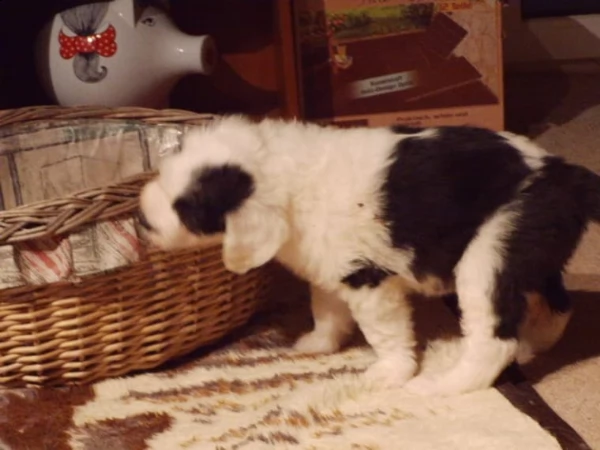 cuccioli di  bobtail | Foto 0