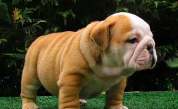 bellissimi cuccioli di bulldog inglese