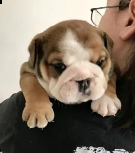 regalo cuccioli di bulldog inglese