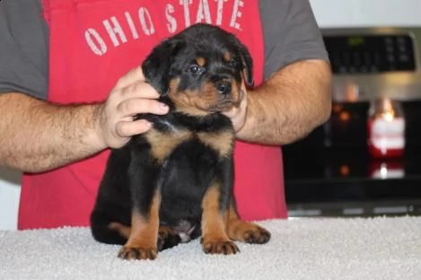 splendidi cuccioli di rottweiler  maschi e 1 femmine