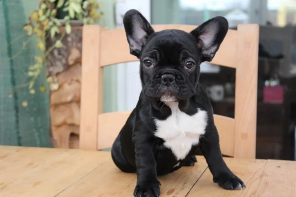 cuccioli di bulldog francesi! pronto ora!