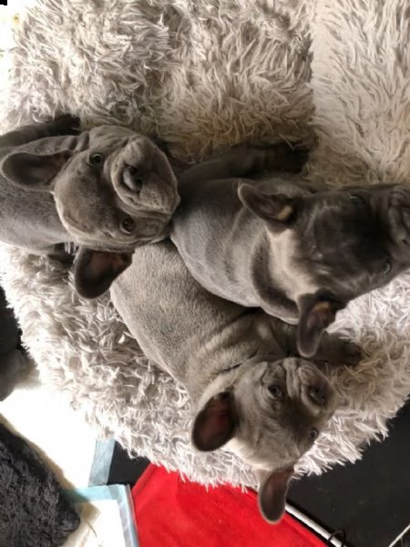 bulldog & bouledogue francese cuccioli nero, blu | Foto 3