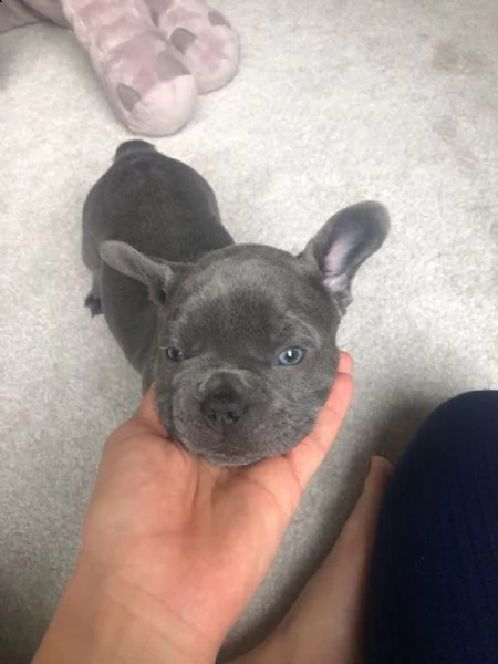 bulldog & bouledogue francese cuccioli nero, blu | Foto 2