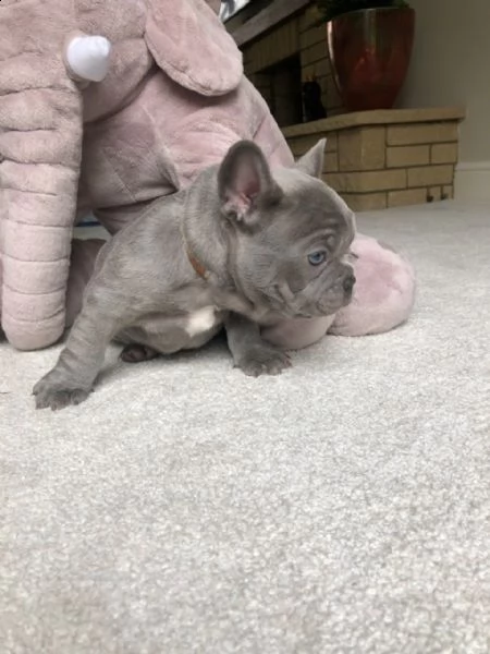 bulldog & bouledogue francese cuccioli nero, blu | Foto 1