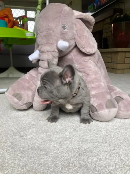 bulldog & bouledogue francese cuccioli nero, blu | Foto 0