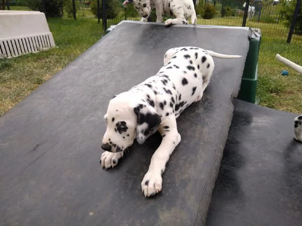 disponibili bellissimi cuccioli dalmata da prestig... | Foto 1