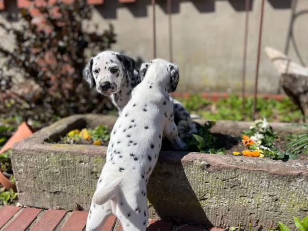 disponibili bellissimi cuccioli dalmata da prestig...