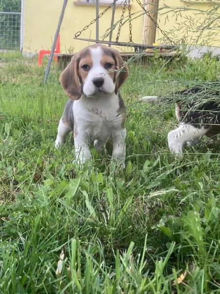 splendidi cuccioli di beagle
