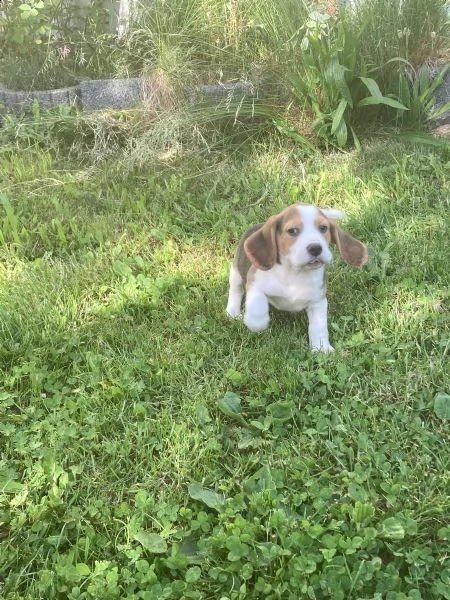 splendidi cuccioli di beagle | Foto 4