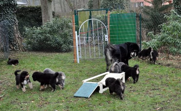 stupendi cuccioli tibetan mastiff | Foto 5