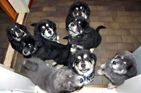 stupendi cuccioli tibetan mastiff | Foto 4