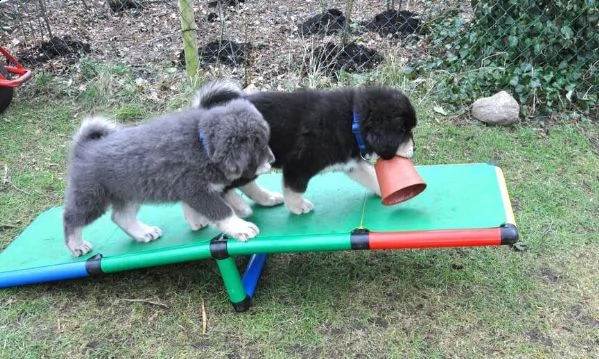 stupendi cuccioli tibetan mastiff | Foto 3