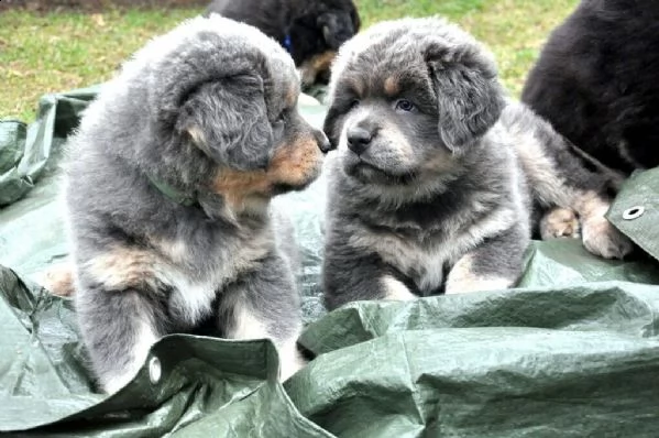 stupendi cuccioli tibetan mastiff | Foto 2