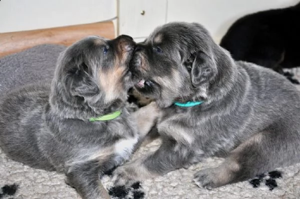 stupendi cuccioli tibetan mastiff | Foto 1