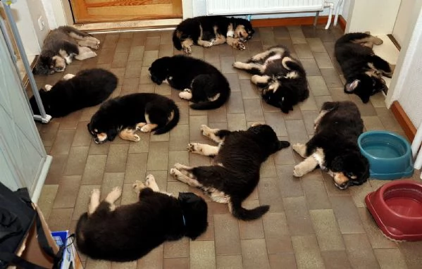 stupendi cuccioli tibetan mastiff