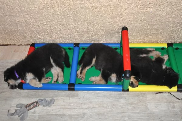 stupendi cuccioli tibetan mastiff | Foto 0