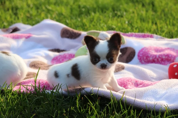 cuccioli disponibili | Foto 2