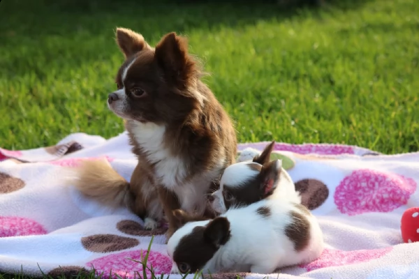 cuccioli disponibili | Foto 1