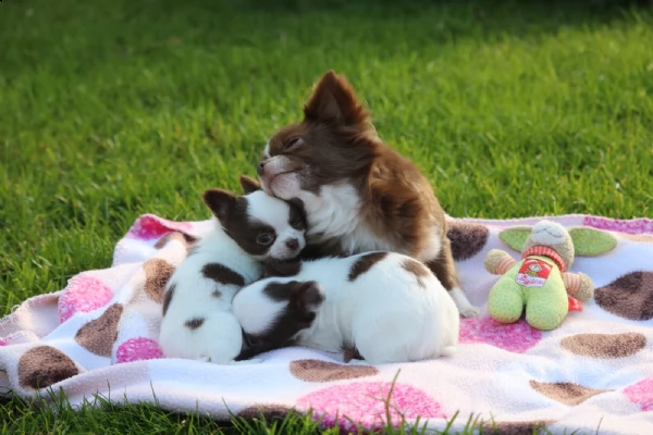 cuccioli disponibili | Foto 0