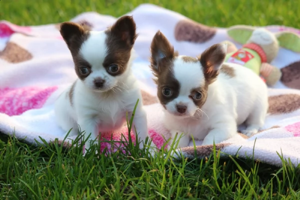 cuccioli disponibili