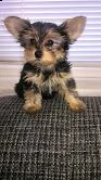 yorkshire terrier toy