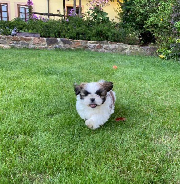 meravigliosi cuccioli di shih tzu
