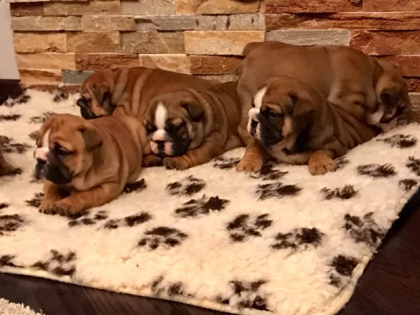 bulldog inglese cucciolata  | Foto 1