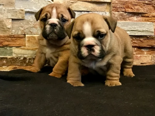 bulldog inglese cucciolata 