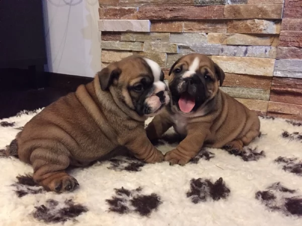 bulldog inglese cucciolata  | Foto 0
