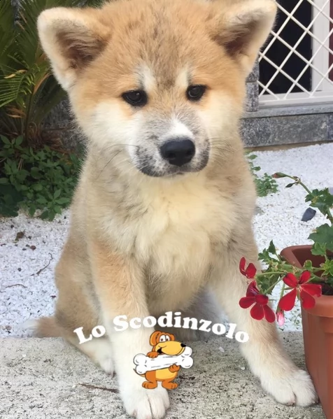 cuccioli akita inu  | Foto 2