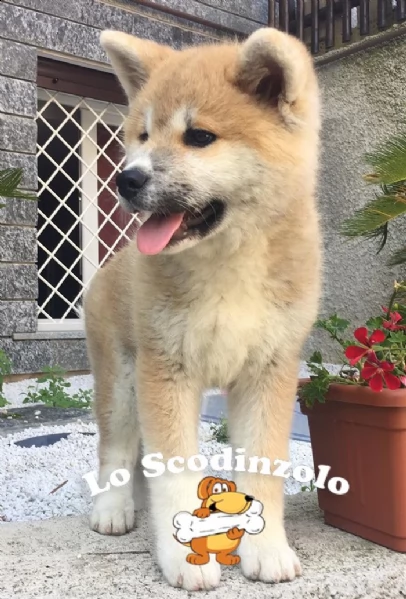 cuccioli akita inu  | Foto 1