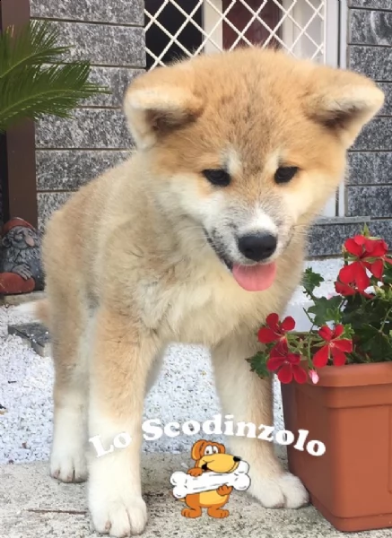 cuccioli akita inu 