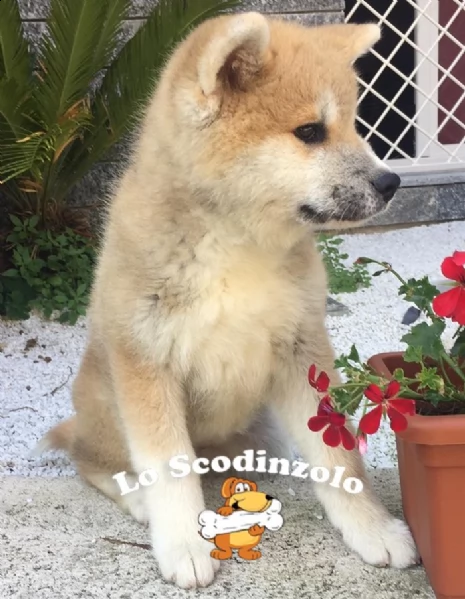 cuccioli akita inu  | Foto 0