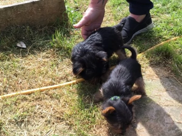 yorkshire, cuccioli maschi di taglia piccola con pedigree | Foto 2