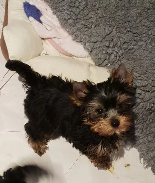 yorkshire, cuccioli maschi di taglia piccola con pedigree | Foto 0