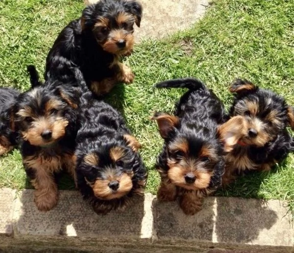 yorkshire, cuccioli maschi di taglia piccola con pedigree