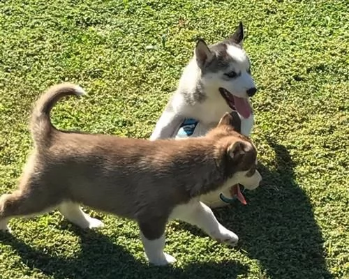 siberian husky con pedigree enci occhi azzurri