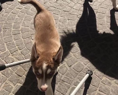 siberian husky con pedigree enci occhi azzurri | Foto 2