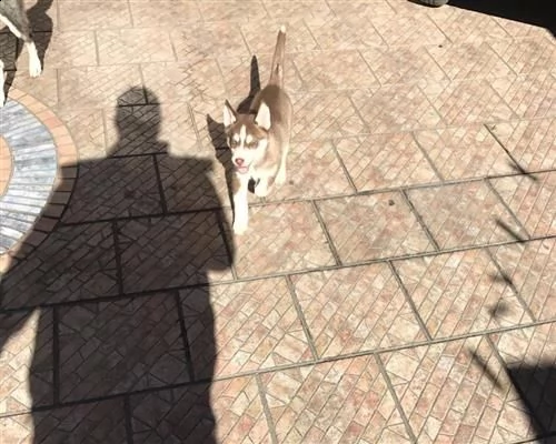 siberian husky con pedigree enci occhi azzurri | Foto 1