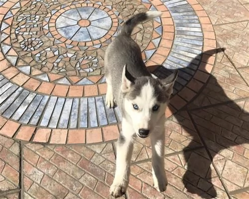 siberian husky con pedigree enci occhi azzurri | Foto 0
