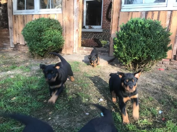 rottweiler stupendi cuccioli 