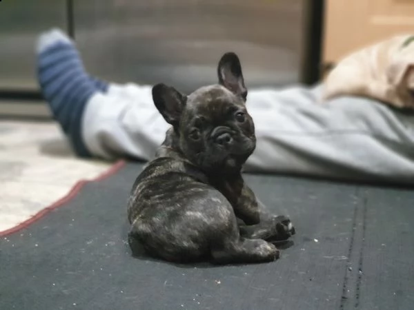 disponibile cucciolata di bull francesi  | Foto 2